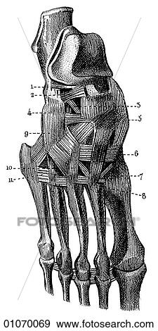 Stock Illustration - Science & Medicine - line art (Medical) Anatomy. Fotosearch