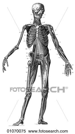 Stock Illustration - Science & Medicine - line art (Medical) Anatomy 19th century anatomical illustration. Fotosearch