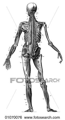 Science & Medicine - line art (Medical) Anatomy 19th century anatomical illustration View Large Illustration Stock Illustration - Science & Medicine - line art (Medical) Anatomy 19th century anatomical illustration. Fotosearch