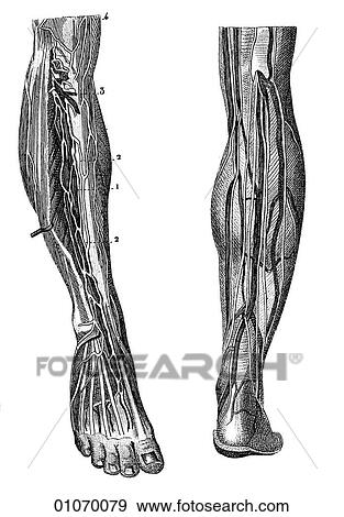 Stock Illustration - Science & Medicine - line art (Medical) Anatomy 19th century anatomical illustration. Fotosearch