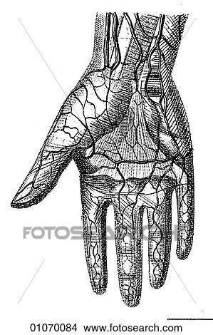 Stock Illustration - Science & Medicine - line art (Medical) Anatomy 19th century anatomical illustration. Fotosearch