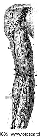 Stock Illustration - Science & Medicine - line art (Medical) Anatomy 19th century anatomical illustration. Fotosearch
