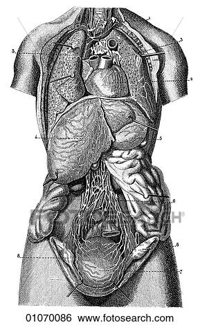 Science & Medicine - line art (Medical) Anatomy 19th century anatomical illustration View Large Illustration Stock Illustration - Science & Medicine - line art (Medical) Anatomy 19th century anatomical illustration. Fotosearch