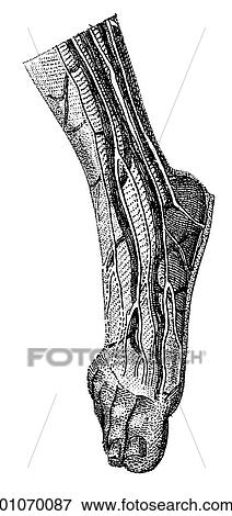 Stock Illustration - Science & Medicine - line art (Medical) Anatomy 19th century anatomical illustration. Fotosearch