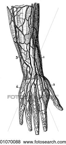 Science & Medicine - line art (Medical) Anatomy 19th century anatomical illustration View Large Illustration Stock Illustration - Science & Medicine - line art (Medical) Anatomy 19th century anatomical illustration. Fotosearch