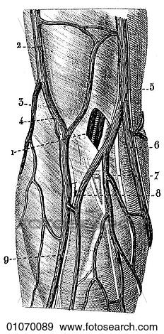 Science & Medicine - line art (Medical) Anatomy 19th century anatomical illustration View Large Illustration Stock Illustration - Science & Medicine - line art (Medical) Anatomy 19th century anatomical illustration. Fotosearch