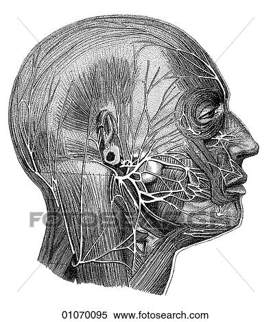 Stock Illustration - Science & Medicine - line art (Medical) Anatomy 19th century anatomical illustration. Fotosearch