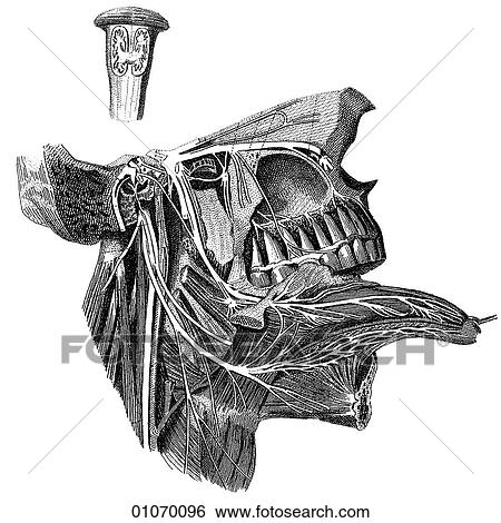 Science & Medicine - line art (Medical) Anatomy 19th century anatomical illustration View Large Illustration Stock Illustration - Science & Medicine - line art (Medical) Anatomy 19th century anatomical illustration. Fotosearch