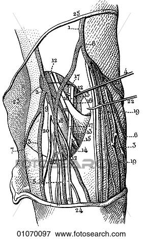 Stock Illustration - Science & Medicine - line art (Medical) Anatomy A 19th century illustration Dissection. Fotosearch