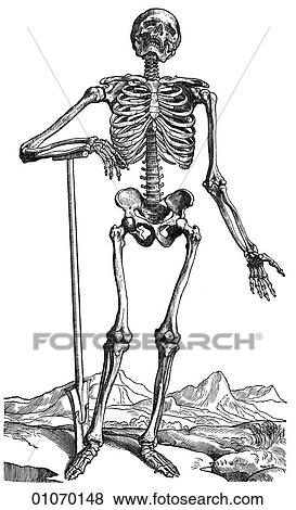 Science & Medicine - line art (Medical) Anatomy Illustration of a human skeleton, showing the major muscle groups, by Andreas Vesalius (1514-1564) of Brussels, Belgium. This image was published in his landmark "De Humani Corporis Fabrica" (The constru View Large Illustration Stock Illustration - Science & Medicine - line art (Medical) Anatomy Illustration of a human skeleton, showing the major muscle groups, by Andreas Vesalius (1514-1564) of Brussels, Belgium. This image was published in his landmark "De Humani Corporis Fabrica" (The constru. Fotosearch