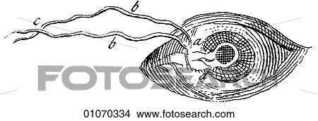 Science & Medicine - line art (Medical) Eye Disorder - Surgical technique Illustration from Heister`s Surgery Heister`s Surgery is an 18th century medical text published in 1743, the year Thomas Jefferson was born. It was billed as a "General system of View Large Illustration Stock Illustration - Science & Medicine - line art (Medical) Eye Disorder - Surgical technique Illustration from Heister`s Surgery Heister`s Surgery is an 18th century medical text published in 1743, the year Thomas Jefferson was born. It was billed as a "General system of. Fotosearch