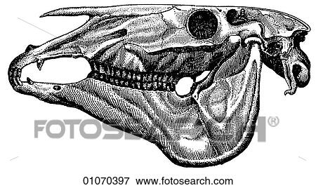 Stock Illustration - Science & Medicine - line art (scientific) Zoology Horse skull. Fotosearch