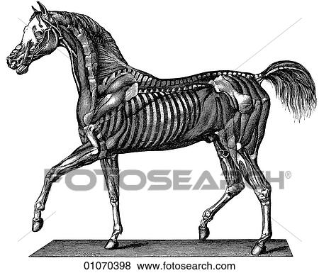 Stock Illustration - Science & Medicine - line art (Scientific) Zoology Animal Horse skeleton [Flora & Fauna] [Flora & Fauna]. Fotosearch