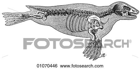 Science & Medicine - line art (Scientific) Zoology Animal Skeleton of Seal View Large Illustration Stock Illustration - Science & Medicine - line art (Scientific) Zoology Animal Skeleton of Seal. Fotosearch
