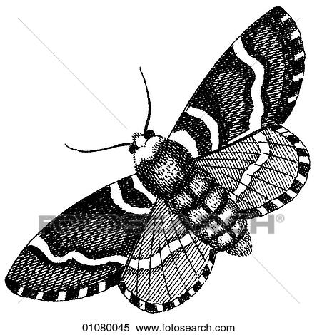 植物相 動物群 線画 A 19世紀 彫版 動物 昆虫 Moth すべて 蛾 ありなさい 中に 順序 Lepidoptera そして そこに ありなさい もっと より ４０ 別 Kinds 目的 の