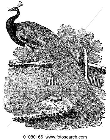 植物相 動物群 線画 A 19世紀 彫版 動物 ほ乳類 クラス Aves 鳥 孔雀 イラスト Fotosearch