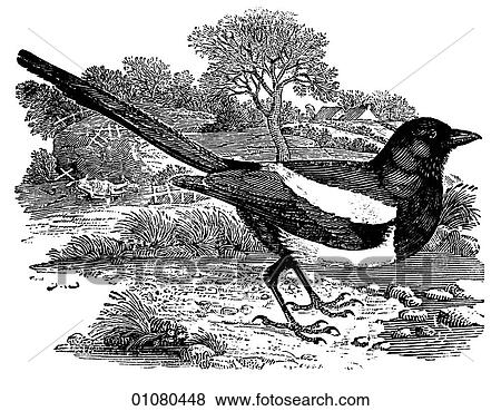 植物相 動物群 線画 A 19世紀 彫版 動物 ほ乳類 クラス Aves 鳥 かささぎ かささぎ 持つ A 伝説 評判 ように A 泥棒 の とても Things イラスト