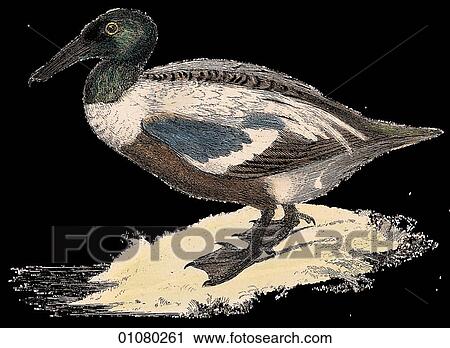 Flora & Fauna - (Color) - a 19th century, hand-colored engraving Animal - mammal - the class Aves Bird Shoveller Duck View Large Illustration Clip Art - Flora & Fauna - (Color) - a 19th century, hand-colored engraving Animal - mammal - the class Aves Bird Shoveller Duck. Fotosearch