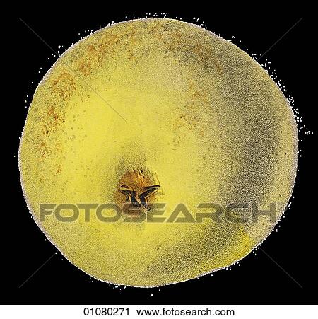 Clip Art - Flora & Fauna - (Color) - a 19th century, hand-colored engraving Plant Fruit Pear Heathcot. Fotosearch