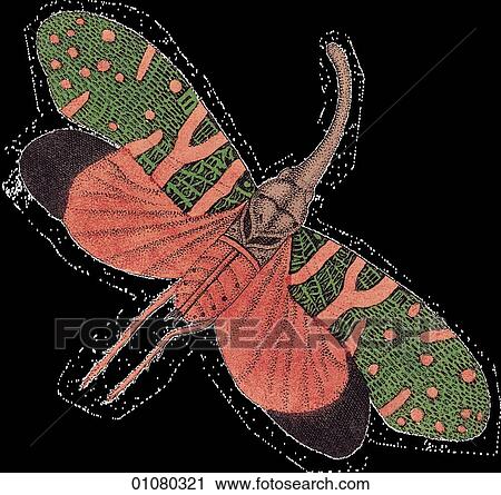 Flora & Fauna - (Color) - a 19th century, hand-colored engraving Animal Insect View Large Illustration Clip Art - Flora & Fauna - (Color) - a 19th century, hand-colored engraving Animal Insect. Fotosearch