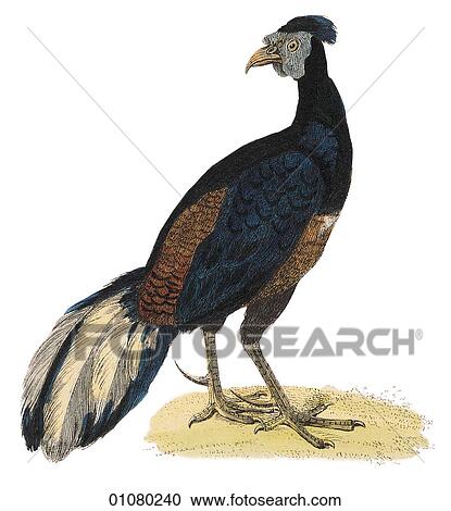 Flora & Fauna - (Color) - a 19th century, hand-colored engraving Animal - mammal - the class Aves Bird E. Ignitus Fire-backed Pheasant View Large Illustration Clipart - Flora & Fauna - (Color) - a 19th century, hand-colored engraving Animal - mammal - the class Aves Bird E. Ignitus Fire-backed Pheasant. Fotosearch