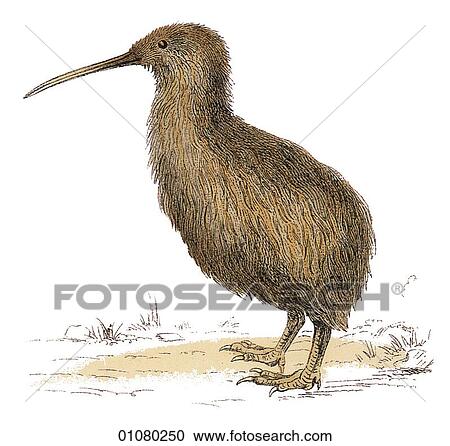 Clipart - Flora & Fauna - (Color) - a 19th century, hand-colored engraving Animal - mammal - the class Aves Bird Apteryx Australis The Kiwi bird - A New Zealand flightless bird. Symbol. Fotosearch
