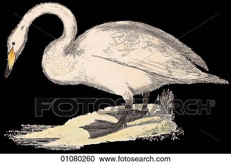 Clipart - Flora & Fauna - (Color) - a 19th century, hand-colored engraving Animal - mammal - the class Aves Bird C. Ferus Wild Swan A migratory waterfowl that swims and flies more gracefully and faster than any other. Young swans are called cygnets after the genu. Fotosearch