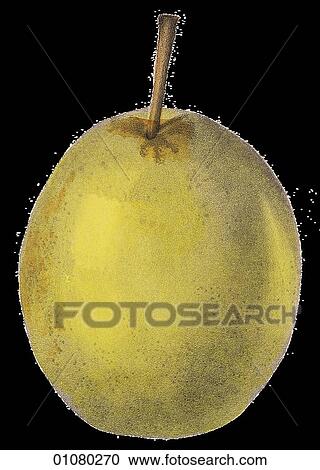 Flora & Fauna - (Color) - a 19th century, hand-colored engraving Plant Fruit Pear Heathcot View Large Illustration Clipart - Flora & Fauna - (Color) - a 19th century, hand-colored engraving Plant Fruit Pear Heathcot. Fotosearch