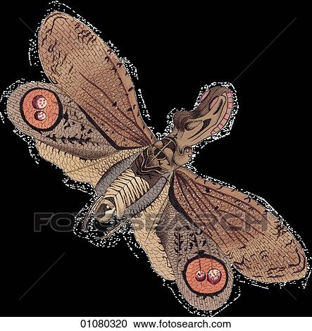 Flora & Fauna - (Color) - a 19th century, hand-colored engraving Animal Insect View Large Illustration Clipart - Flora & Fauna - (Color) - a 19th century, hand-colored engraving Animal Insect. Fotosearch