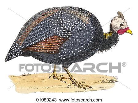 Drawing - Flora & Fauna - (Color) - a 19th century, hand-colored engraving Animal - mammal - the class Aves Bird Guinea Fowl. Fotosearch