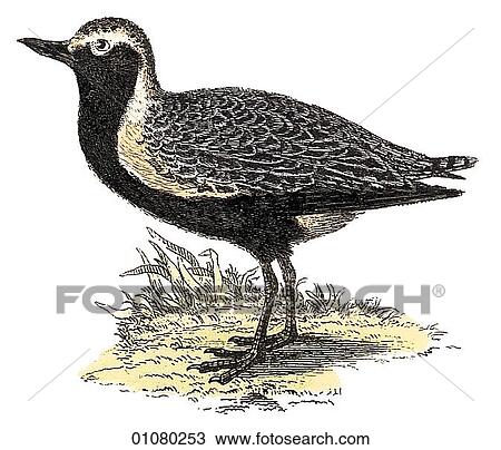 Flora & Fauna - (Color) - a 19th century, hand-colored engraving Animal - mammal - the class Aves Bird S. Helvetica Grey Sand-piper, wings, flight, fly View Large Illustration Drawing - Flora & Fauna - (Color) - a 19th century, hand-colored engraving Animal - mammal - the class Aves Bird S. Helvetica Grey Sand-piper, wings, flight, fly. Fotosearch