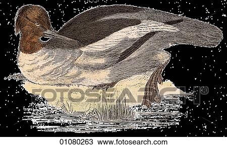 Drawing - Flora & Fauna - (Color) - a 19th century, hand-colored engraving Animal - mammal - the class Aves Bird Duck Merganser Also called the Sawbill duck. A northern freshwater bird.. Fotosearch