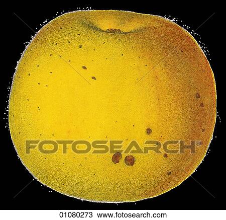 Drawing - Flora & Fauna - (Color) - a 19th century, hand-colored engraving Plant Fruit Apple Fall Harvey. Fotosearch