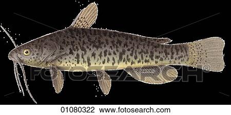 Drawing - Flora & Fauna - (Color) - a 19th century, hand-colored engraving Animal Fish Catfish. Fotosearch