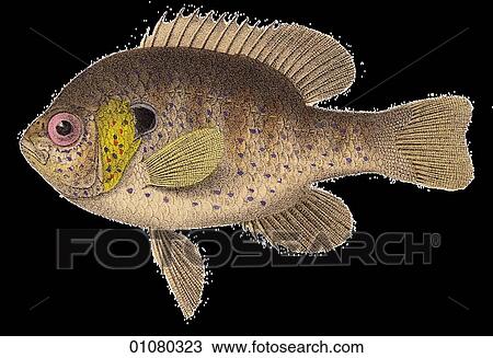 Flora & Fauna - (Color) - a 19th century, hand-colored engraving Animal Fish A tropical fish View Large Illustration Drawing - Flora & Fauna - (Color) - a 19th century, hand-colored engraving Animal Fish A tropical fish. Fotosearch