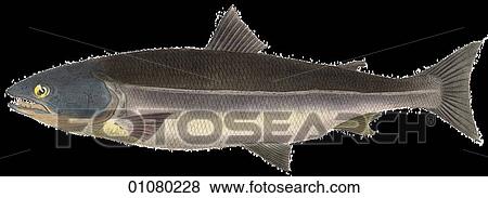 Flora & Fauna - (Color) - a 19th century, hand-colored engraving Animal Fish Salmon View Large Illustration Stock Illustration - Flora & Fauna - (Color) - a 19th century, hand-colored engraving Animal Fish Salmon. Fotosearch