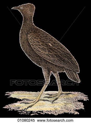 Stock Illustration - Flora & Fauna - (Color) - a 19th century, hand-colored engraving Animal - mammal - the class Aves Bird Freycinets Mankirio - Australian Jungle Fowl. Fotosearch