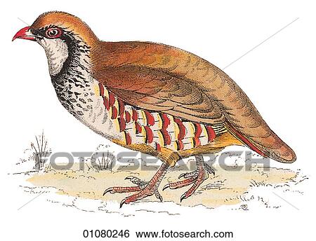 Flora & Fauna - (Color) - a 19th century, hand-colored engraving Animal - mammal - the class Aves Bird Red Legged Partridge A group of partridges is known as a "covey". The bird is larger than a quail and was introduced to North America, first in Virg View Large Illustration Stock Illustration - Flora & Fauna - (Color) - a 19th century, hand-colored engraving Animal - mammal - the class Aves Bird Red Legged Partridge A group of partridges is known as a "covey". The bird is larger than a quail and was introduced to North America, first in Virg. Fotosearch