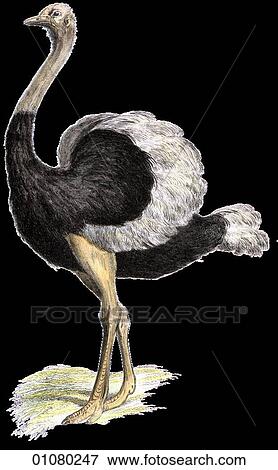 Flora & Fauna - (Color)- a 19th century, hand-colored engraving Animal - mammal - the class Aves Bird S. Camelus Ostrich An African flightless bird View Large Illustration Stock Illustration - Flora & Fauna - (Color)- a 19th century, hand-colored engraving Animal - mammal - the class Aves Bird S. Camelus Ostrich An African flightless bird. Fotosearch