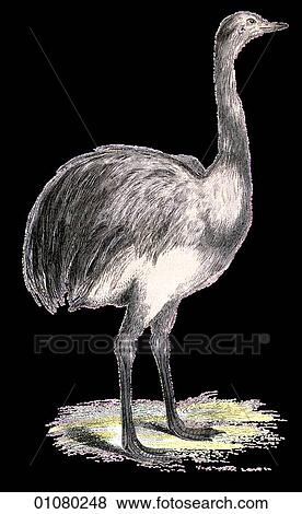 Flora & Fauna - (Color) - a 19th century, hand-colored engraving Animal - mammal - the class Aves Color Bird R. Americana Nandu A flightless central and South American bird View Large Illustration Stock Illustration - Flora & Fauna - (Color) - a 19th century, hand-colored engraving Animal - mammal - the class Aves Color Bird R. Americana Nandu A flightless central and South American bird. Fotosearch
