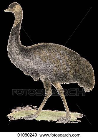 Flora & Fauna - (Color) - a 19th century, hand-colored engraving Animal - mammal - the class Aves Bird D. Novae Hollandiae Emu A flightless, Australian bird. Australia View Large Illustration Stock Illustration - Flora & Fauna - (Color) - a 19th century, hand-colored engraving Animal - mammal - the class Aves Bird D. Novae Hollandiae Emu A flightless, Australian bird. Australia. Fotosearch