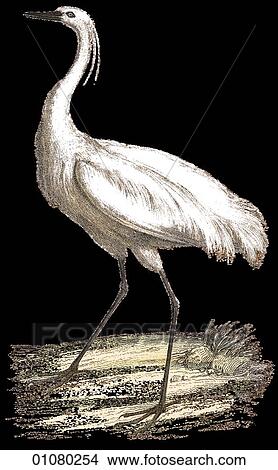 Flora & Fauna - (Color) - a 19th century, hand-colored engraving Animal - mammal - the class Aves Bird A. Egretta Great Egret A member of the heron family View Large Illustration Stock Illustration - Flora & Fauna - (Color) - a 19th century, hand-colored engraving Animal - mammal - the class Aves Bird A. Egretta Great Egret A member of the heron family. Fotosearch