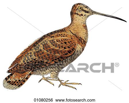 Flora & Fauna - (Color) - a 19th century, hand-colored engraving Animal - mammal - the class Aves Bird Scolopax gallinago Common Snipe - game bird In courtship this bird dives towards the female from altitude while making a great deal of noise with its View Large Illustration Stock Illustration - Flora & Fauna - (Color) - a 19th century, hand-colored engraving Animal - mammal - the class Aves Bird Scolopax gallinago Common Snipe - game bird In courtship this bird dives towards the female from altitude while making a great deal of noise with its. Fotosearch