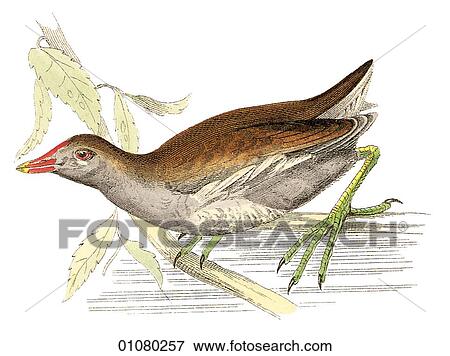 Flora & Fauna - (Color) - a 19th century, hand-colored engraving Animal - mammal - the class Aves Bird Gallinula chloropus Gallinule - a marsh bird View Large Illustration Stock Illustration - Flora & Fauna - (Color) - a 19th century, hand-colored engraving Animal - mammal - the class Aves Bird Gallinula chloropus Gallinule - a marsh bird. Fotosearch