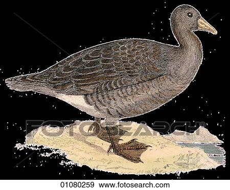 Flora & Fauna - (Color) - a 19th century, hand-colored engraving Animal - mammal - the class Aves Bird Wild Goose View Large Illustration Stock Illustration - Flora & Fauna - (Color) - a 19th century, hand-colored engraving Animal - mammal - the class Aves Bird Wild Goose. Fotosearch