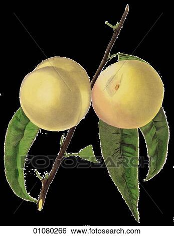 Flora & Fauna - (Color) - a 19th century, hand-colored engraving Plant Fruit Peach Albany Seedling Peach View Large Illustration Stock Illustration - Flora & Fauna - (Color) - a 19th century, hand-colored engraving Plant Fruit Peach Albany Seedling Peach. Fotosearch