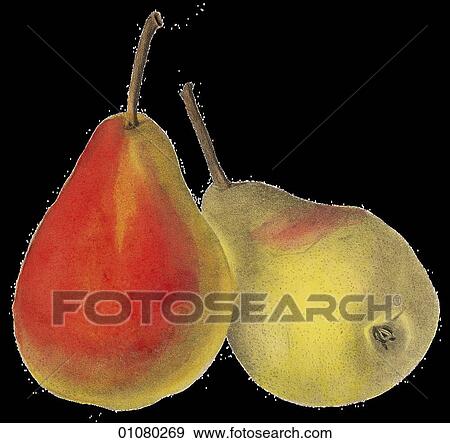 Flora & Fauna - (Color) - a 19th century, hand-colored engraving Plant Fruit Pear Louise Bon DeJersey View Large Illustration Stock Illustration - Flora & Fauna - (Color) - a 19th century, hand-colored engraving Plant Fruit Pear Louise Bon DeJersey. Fotosearch