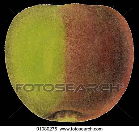 Flora & Fauna - (Color) - a 19th century, hand-colored engraving Plant Fruit Apple Pecks Pleasant View Large Illustration Stock Illustration - Flora & Fauna - (Color) - a 19th century, hand-colored engraving Plant Fruit Apple Pecks Pleasant. Fotosearch