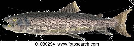 Flora & Fauna - (Color) - a 19th century, hand-colored engraving Animal Fish Salmon View Large Illustration Stock Illustration - Flora & Fauna - (Color) - a 19th century, hand-colored engraving Animal Fish Salmon. Fotosearch