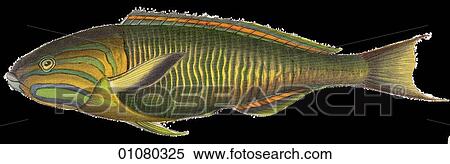 Stock Illustration - Flora & Fauna - (Color) - a 19th century, hand-colored engraving Animal Fish Iulis Lutescens A tropical fish. Fotosearch